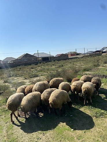 it balalari satilir: Mal-qara: Qoyun sürüsü Xüsusiyyətlər: - Şəkillərdə görünən tam — 2