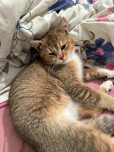 Pişiklər: Britan — 1