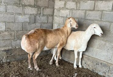 arpa toxumu satışı: Dişi, il: 1