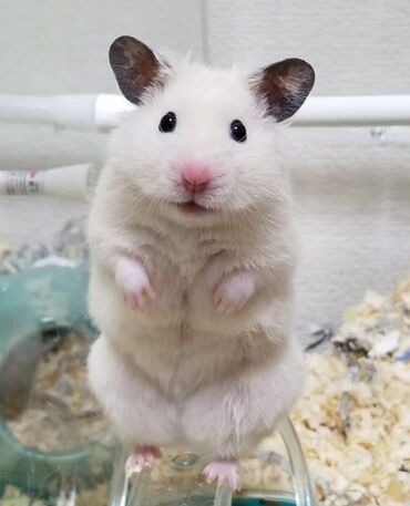 домик для хомяков: ПРОДАЮ СИРИЙСКИХ ХОМЯЧКОВ,А ТАК ЖЕ КЛЕТКИ,КОРМ,ОПИЛКИ,ПРОГУЛОЧНЫЕ