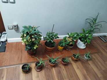 сколько стоит семена тюльпана: Растения продаем фото : стоимость 4 фото Алоя-300сом 5 фото - 200сом