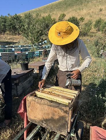 чон: Натуральный пчелиный мёд Чон Алайский мёд🍯 Майский полезный мёд 😋 — 1