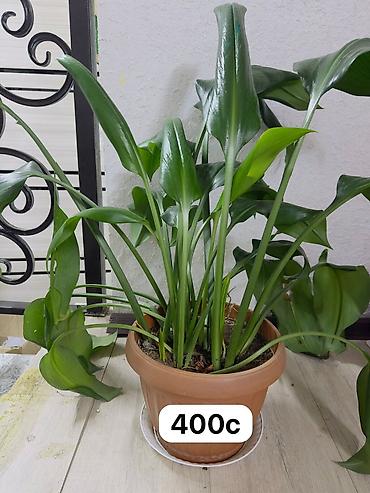 Спецодежда: Бул товарлар сатылат арзан баада жакшы качестводогу кийимдер at lalafo.kg — 24 Спецодежда: Бул товарлар сатылат арзан баада жакшы качестводогу кийимдер — 24