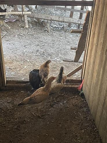 bildircin satisi tap az: Toyuq cücələri, Damazlıq — 1