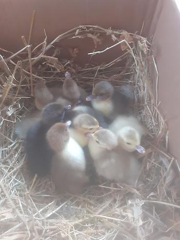 cucə satisi 2021: Salam .10 dene ordek balasi biri 2 manat . boyuk erkek diri ceki 5 kg — 9