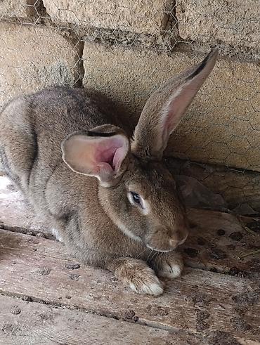 akvarium satisi: Rizien dovşan balaları ve hazır dovşanlar satilir.unvan Sumqayıt — 7