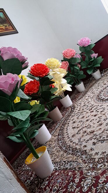 Комнатные розы: Комнатные розы — 5