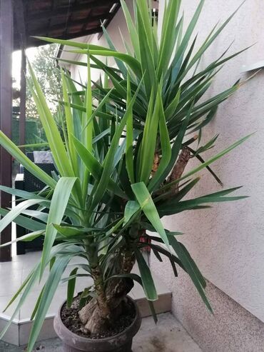 Ostale kućne biljke: Drvo života -Yucca Elephantipes Visine 1-2 m Drvo Zivota-Yucca — 5