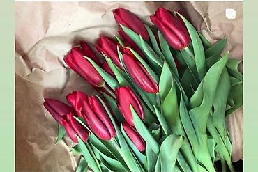 Букеты из живых цветов: Тюльпаны оптом ! — 9