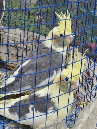 qizil qus: Korlla saglam quslardi cutu 70manat unvan genclik
qefesiz satilir