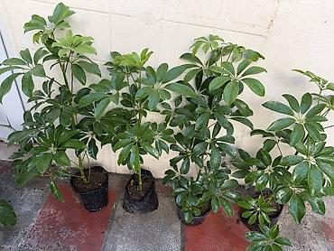 yasəmən agaci satisi: 1. Şeflera 8azn hündürlük 50-60sm 2. Peperomia 5-6azn. 3.Dua gülləri — 1