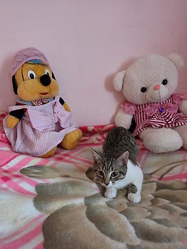 heyvanlar pişik: Tabbi, Erkək, Yaxşı əllərə, Ünvandan götürmə — 3