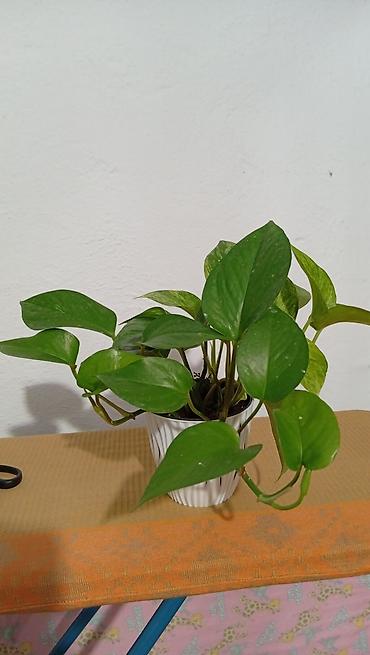 черный принц: Комнатные лианы в горшках - Сциндапсус (Epipremnum aureum — 7