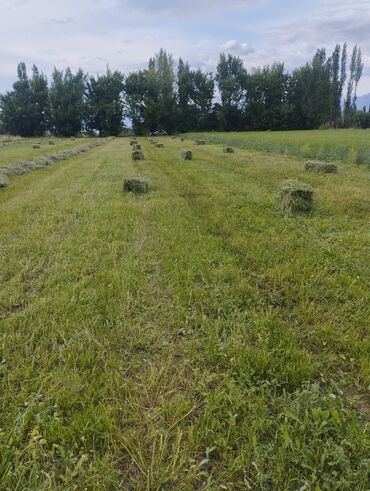 кара кон: Эспарсет тук сатылат полядан Токмоктон Кайырма айылынан жаанга калган