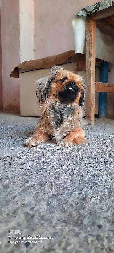 itler gence: Pekines, 4 il, Dişi, Peyvəndli, Ünvandan götürmə, Ödənişli çatdırılma — 2