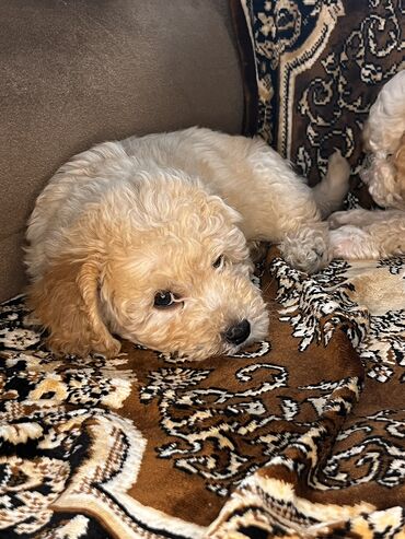 İtlər: Pudel, 2 ay, Erkek, Peyvəndli, Ödənişli çatdırılma — 6