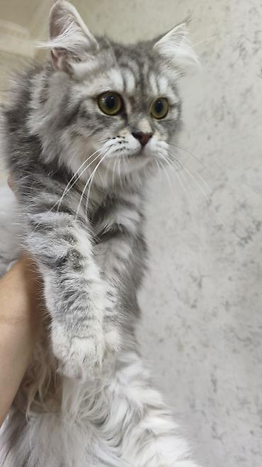 pişik şekli: Şinşilla, Dişi, Yaxşı əllərə, Ödənişli çatdırılma — 6