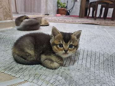 Pişiklər: Şotland yastı qulaq, Erkək, Dişi, Yaxşı əllərə, Ünvandan götürmə, Pulsuz çatdırılma, Ödənişli çatdırılma — 8