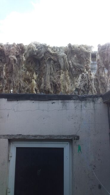 Yun: Yun satişi satışda yuyulmuş şamaxı yunu var qiymətlər keyfiyyətə — 22