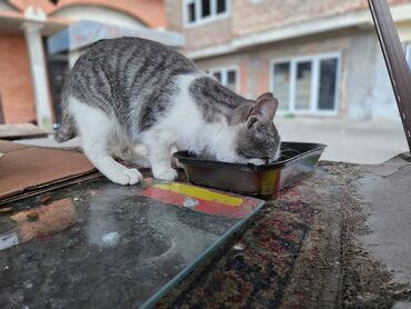 Mačke: Sivobela lepotica traži dom pre zime - Bresplatno U okolini Loznice — 8