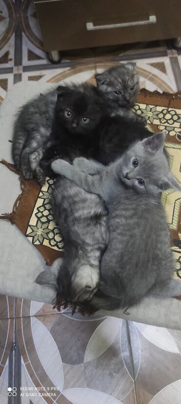 Pişiklər: Şotland, Erkək, Dişi — 2