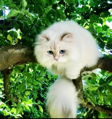 İtlər: Qızıl şinşilla, Erkək, Cütləşmə üçün, Ünvandan götürmə