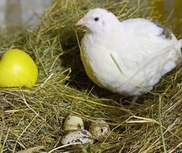 продам кури: Молодняк перепелов оптом около 60шт