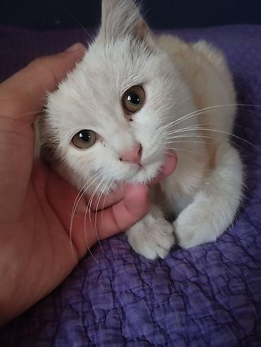 кошка регдолл: Беспородная, 4 месяца, Девочка, Белый, Проглистована — 1