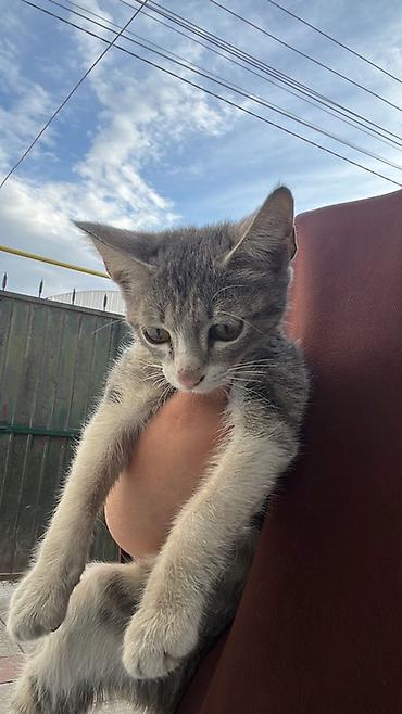 кошка в бишкеке: Короче, сегодня утром к нам пришёл маленький котёнок 🥺 Был очень — 2