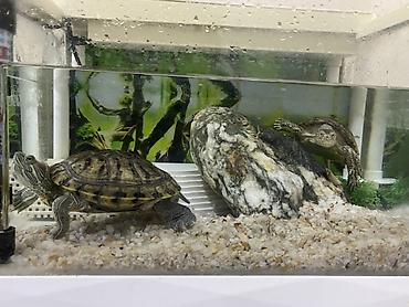 Akvariumlar: Dördbucaq akvarium, Balıqlarla birlikdə, 12 l, Ünvandan götürmə — 6
