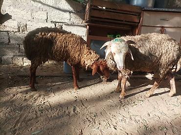 Qoyunlar, qoçlar: Salam Qiymət bir heyvana aiddir ikisin götürən olsa endirim edəcəm — 4