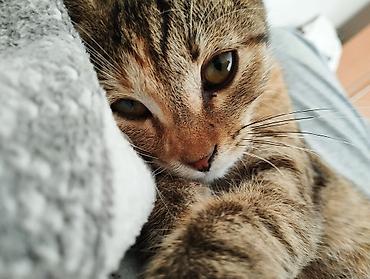 Отдам даром кошку: Котенок девочка ищет ответственных хозяев - Возраст: 3 месяца - — 4
