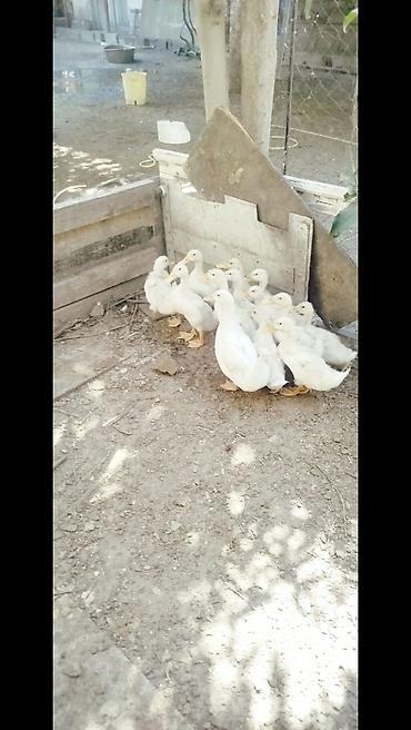 pekin ördeği: Salam tam saqlam 2 ayliq pekin kuban oredeklerdir 11 ededir .Unavn — 8