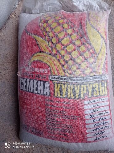 Дом и сад: Семена кукурузы Ала-Тоо на силос по Иссык-Кульской области