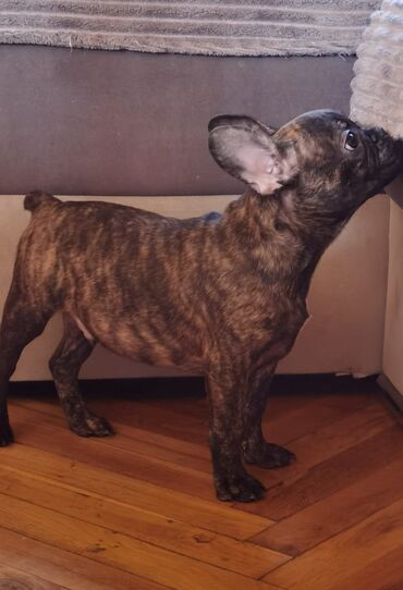 francuski brushalter c li je: Musko štene Francuskog Bulldoga dostupno za preuzimanje i za novi dom