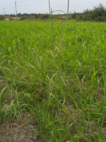 Torpaq sahələrinin satışı: 36 sot, Kənd təsərrüfatı, Kupça (Çıxarış) — 14