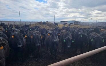 дойних коров: Продаю | Корова (самка), Бык (самец), Тёлка