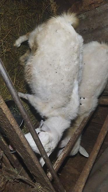 Козы, козлы: Продаю | Коза (самка) | Зааненская | Для разведения — 7