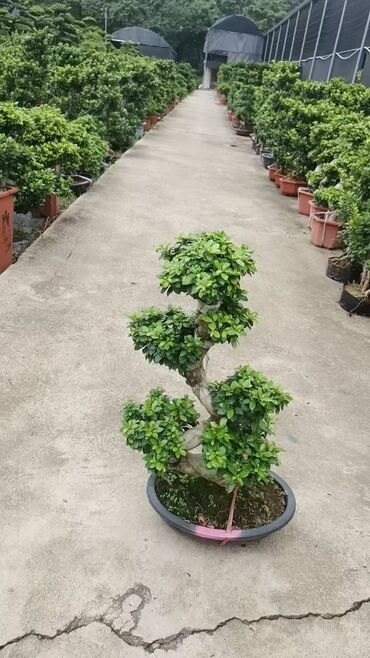 Пальмы: Пальмы Кофейное деревоПальмы,Фикусы и тд — 29