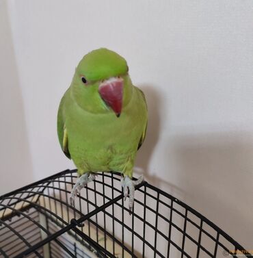 корм попугай: Кольчатый ожереловый попугай (Ringneck Parakeet), зелёная окраска