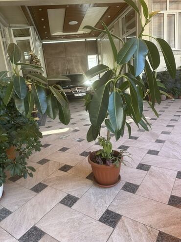 груша кресло: 🌿 Продаются комнатные цветы! 🌿 ✨ В наличии: крупный и ухоженный Фикус