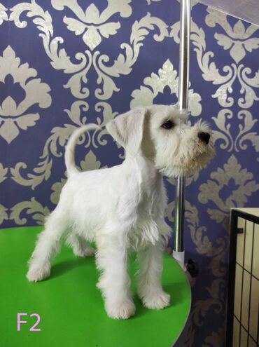 Psi: Odgajivačnica KARDIA SKILOS Kennel ima na prodaju prelepe štence belog na lalafo.rs — 4 Psi: Odgajivačnica KARDIA SKILOS Kennel ima na prodaju prelepe štence belog — 4