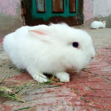 Dovşanlar: Holland lop dovşanlar 3 böyük 2 bala. balanın biri 15azn böyüyün — 3