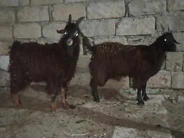 Mal-qara: Məhsul: 2 baş qara rəngli keçi 1 erkəy 1dişi 20 22 kilo diri — 1