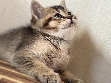 Pişiklər: British tipli pişik balaları - Cins: British Shorthair (şəkillərdə — 11