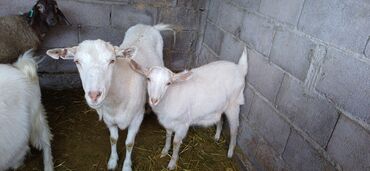 французский бульдог цена щенка: Продаю | Козлёнок | Для разведения