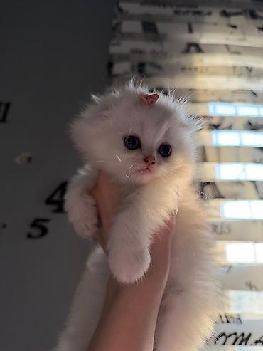Кошки: Золотая шиншилла, Самка — 2