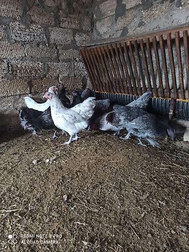 atlar: Toyuq, Australorp, Damazlıq, Ünvandan götürmə, Ödənişli çatdırılma — 3