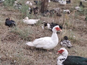 Ördəklər: Salam lal ördəklər satılır iri heyvanlardı fərələr 23 azn xoruzlar 34 — 15
