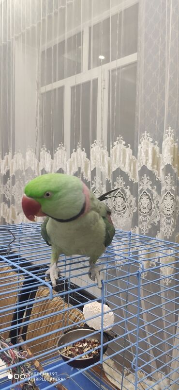 брекеты цена джалал абад: Продаю Говорящего попугая . Зовут Гриня . 5 лет подарите подарок